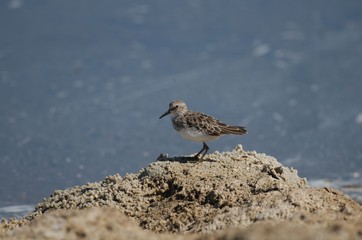 Sand Piper