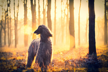 photo of the cute dog walking in the park