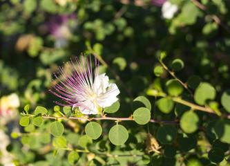 A Beautiful  caper flower, with a natural  background which brings out the wonderful colors of the pistils.
