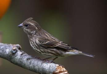 Femlae Purple Finch sits perched on a branch