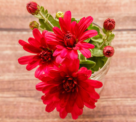 Red chrysanthemum on wooden background