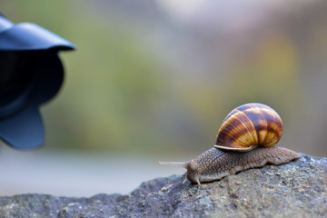 Close up snail on a stone in nature
