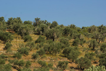 Fototapeta na wymiar An Olive field on a mountain