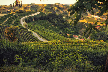 Vineyards in Langhe hills in Barolo area, Piedmont (Italy) in a summer day with a route