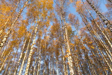 Golden fall autumn in birch forest in sun day