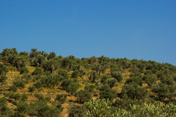 An Olive field on a mountain