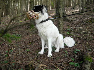 GLÜCKLICHER HUND IM FREMDEN WALD, HIER VORSCHRIFTSMÄSSIG MIT TEMPORÄR ANGELEGTEM BEISSKORB UND...