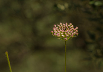 Pink Queen Anne's Lace Wild Flower