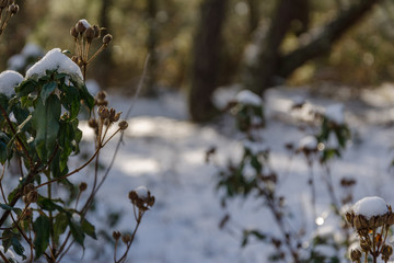 snowy rockrose bush close up in a pine forest