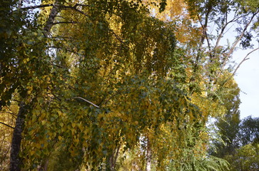 Autumn. Birch with yellow and green foliage