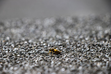 wasp