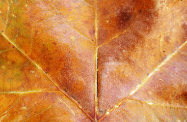 Autumn leaf background texture close
