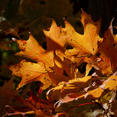 Fototapeta na wymiar Fall Leaves