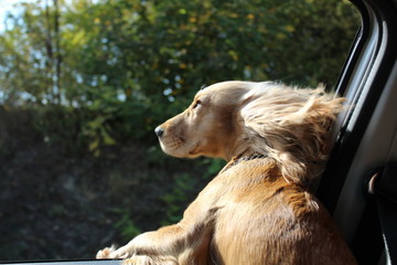 Dog on car window.
