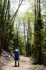 Fototapeta premium Explorer in the Woods