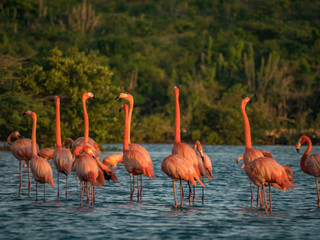Flamingos at Jan Kok Salt Pan on the Caribbean Island of Curacao