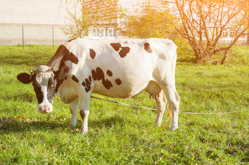 beautiful white red-haired young cow on pasture looking at camera.