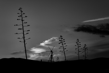 sunset with agave in black and white