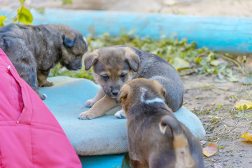purebred puppies in the shelter