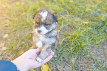 man's hand picks up a puppy