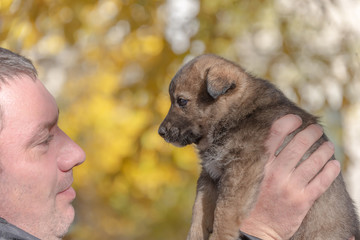 mongrel puppy taken from a shelter on male hands
