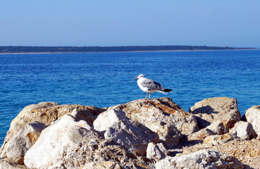 Seagull on the seascape rock near the blue sea