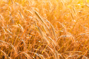 Girl cuts a sickle rye. Sickle is a hand-held traditional agricultural tool in farmer's hand preparing to harvest.