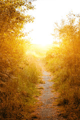 Fototapeta premium Path leading through the forest in the direction of the setting sun.
