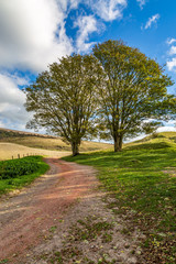 Fototapeta na wymiar Trees and a Pathway in the South Downs in Sussex