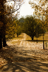 autumn in the park