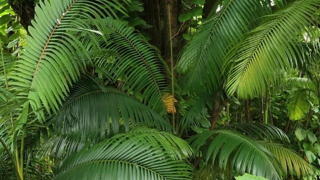 Tropical rain forest green plants Hilo Hawaii. Big Island, largest, most volcanic active location. Rain forest environment and landscape. River and stream with waterfalls. Beautiful green landscape.