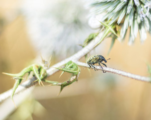 A weevil on echinopd plant.