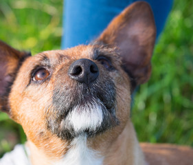 Jack Russell dog