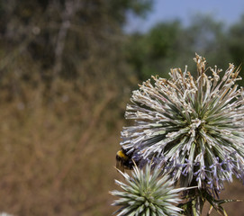 Buff Tailed Bumblebee on an echinops flower ball.