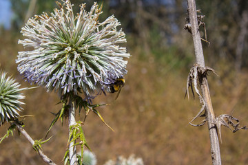 Buff Tailed Bumblebee on an echinops flower ball.