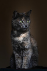 Striking image of a cat looking out the window