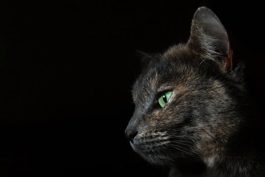 Striking close up image of a cat on a black background