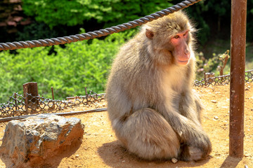 Japanese macaque or Macaca fuscata monkey meditating happy at Iwatayama Monkey Park of Arashiyama town in Kyoto prefecture, Japan.