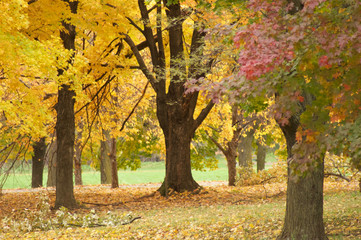 Leaves Trees Autumn Screams