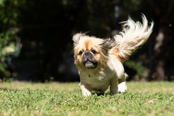 Playful Pekingese run and play outside in the garden