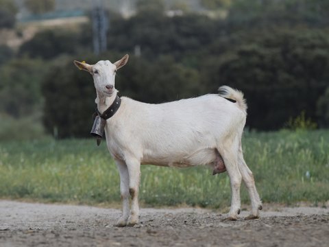 cabra