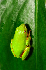 Riedfrosch (Hyperolius tuberilinguis) - tinker reed frog