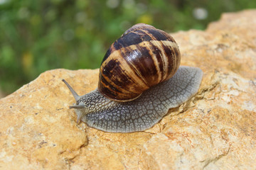 snail on nature environment.