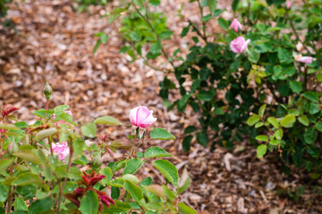 Obraz premium garden roses