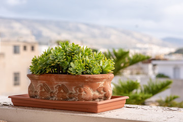 An Aeonium haworthii cactus plant beautifully placed on a rooftop in Athens, Greece, overlooking the city.