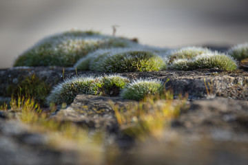 Micro espacio de l&iacute;quenes y musgo