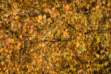 autumn leaves on tree