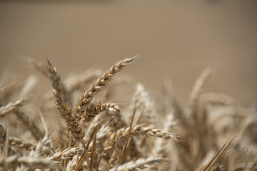Fototapeta premium Espigas trigo antes de la cosecha