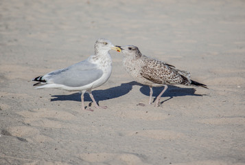 seagull on the beach