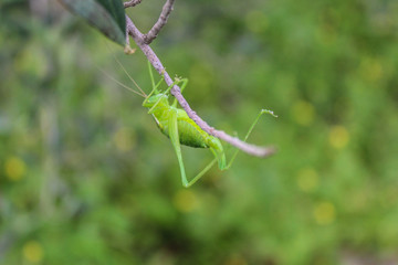 grasshopper on a rock